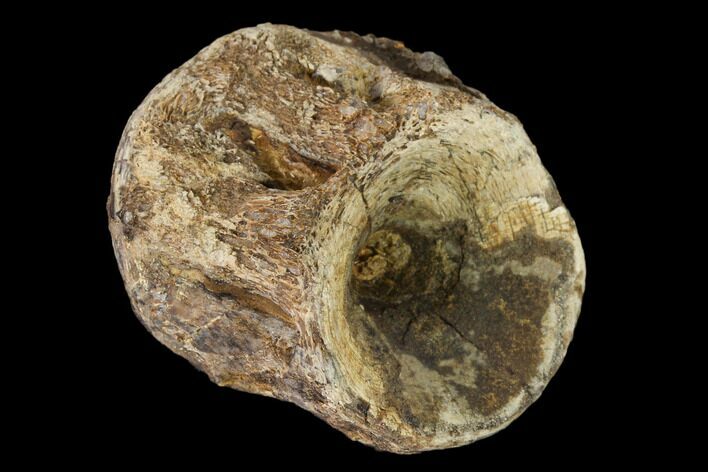 Fossil Xiphactinus (Cretaceous Fish) Vertebra - Kansas #139306